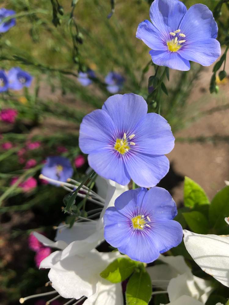 散歩の投稿画像 By Yurukuさん 亜麻の花とコロナに負けるな と ビタミンfとお出かけ先と散歩と亜麻の花とコロナに負けるな と ビタミンf 月6月2日 Greensnap グリーンスナップ Greensnap グリーンスナップ