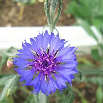 八重矢車草の投稿画像一覧 Greensnap グリーンスナップ