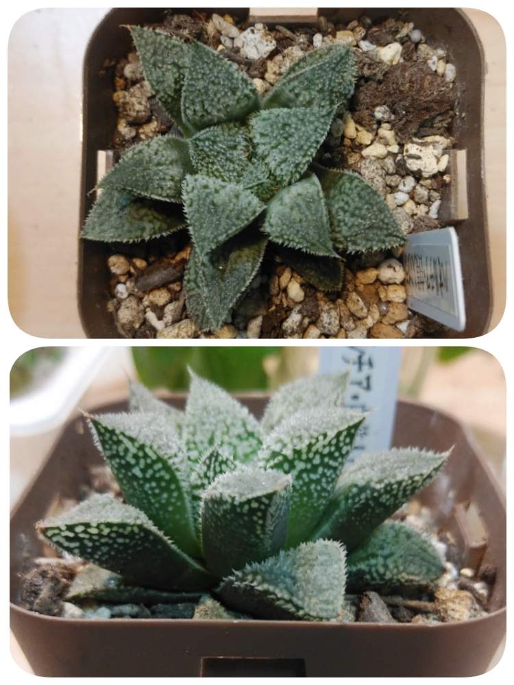 ハオルチア プラチナの投稿画像 By セヴランさん 多肉植物とハオルチア属と多肉初心者と徒長気味 月6月2日 Greensnap グリーンスナップ