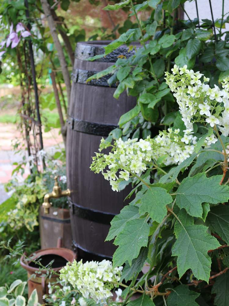 小さな庭の画像 by eikoの庭さん | 小さな庭とかしわばあじさいとナチュラルガーデンとおうち園芸と『おうち園芸』フォトコンテストと鉢植えとガーデニングと花のある暮らしとお庭と雨水タンクと白い花