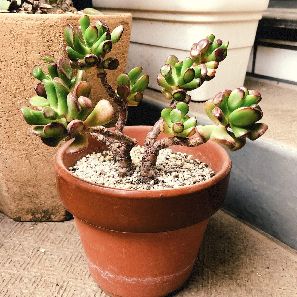 ゴーラムの投稿画像 By もふもふさん ゴーラム 宇宙の木 と多肉植物と植え替えとクラッスラ属とおうち園芸 月6月2日 Greensnap グリーンスナップ