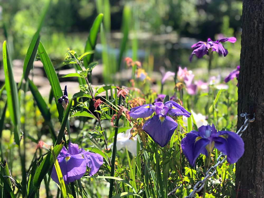 ハナショウブの投稿画像 By Chi Saさん 花言葉と紫色の花と花の文化園とiphone撮影とiphone8plus 月6月2日 Greensnap グリーンスナップ