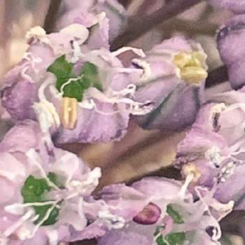 紫玉ねぎの画像 by まっちゃんさん | 広い庭と紫玉ねぎと花のある暮らしとおうち園芸とおうちde菜園