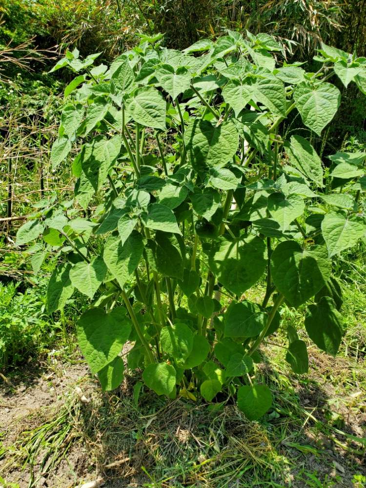 食用ほうずきの越冬 Greensnap グリーンスナップ