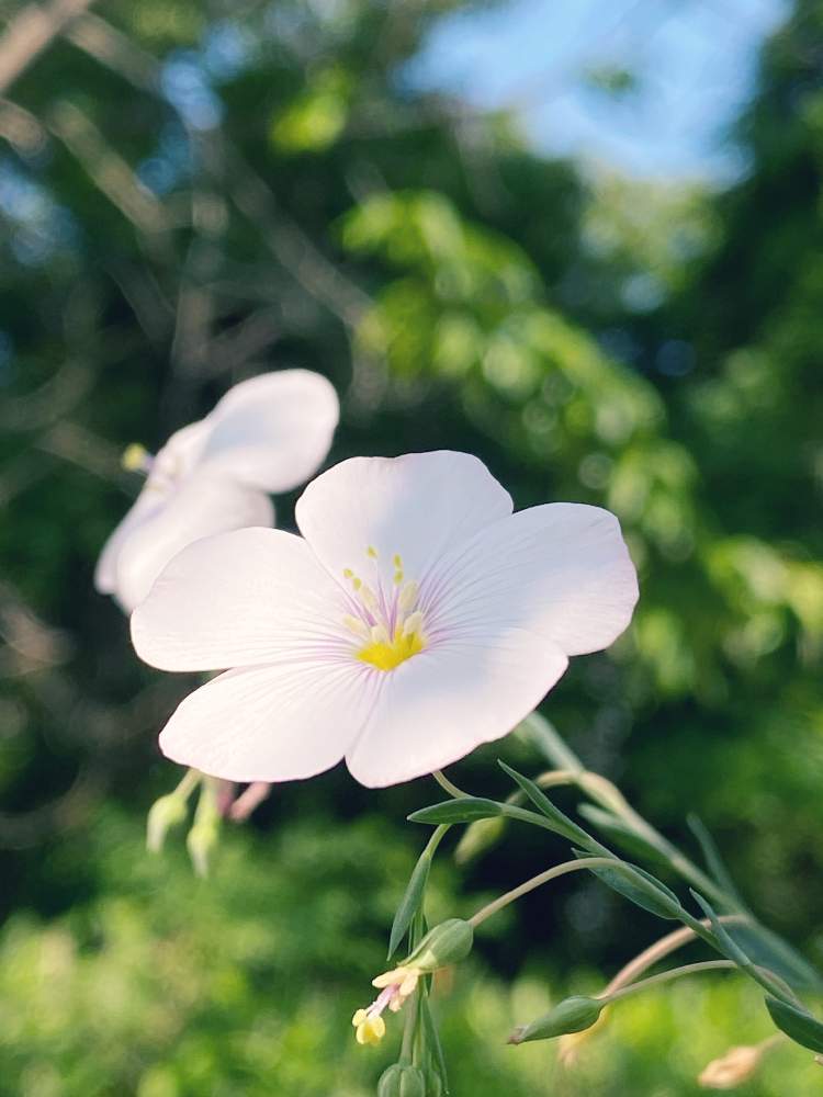 フラックスの投稿画像 By Chinami さん 亜麻と宿根アマと白花と花のある暮らしとお花大好き とおうち園芸 月6月2日 Greensnap グリーンスナップ
