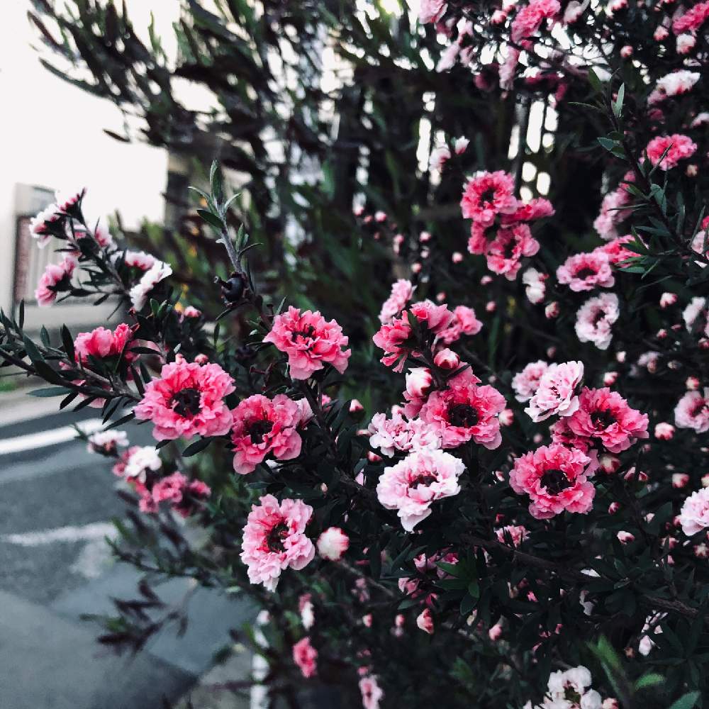 ギョリュウバイの投稿画像 By あんずさん お散歩と夕暮れとピンク ピンク 月6月2日 Greensnap グリーンスナップ