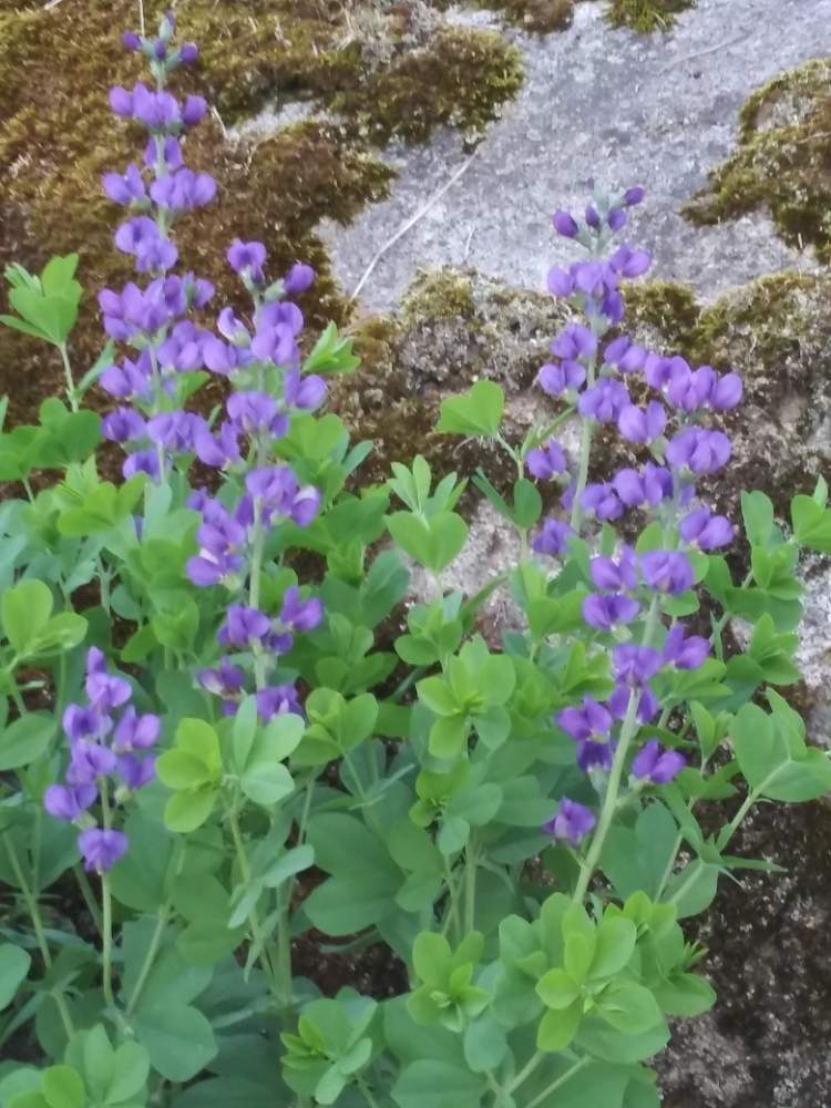 ムラサキセンダイハギの投稿画像 By 久美子さん 花のある暮らしと植物のある暮らしとおうち園芸と小さな庭とマイガーデンと花のある暮らしと植物のある暮らしとおうち園芸とマイガーデン 月6月2日 Greensnap グリーンスナップ Greensnap グリーンスナップ