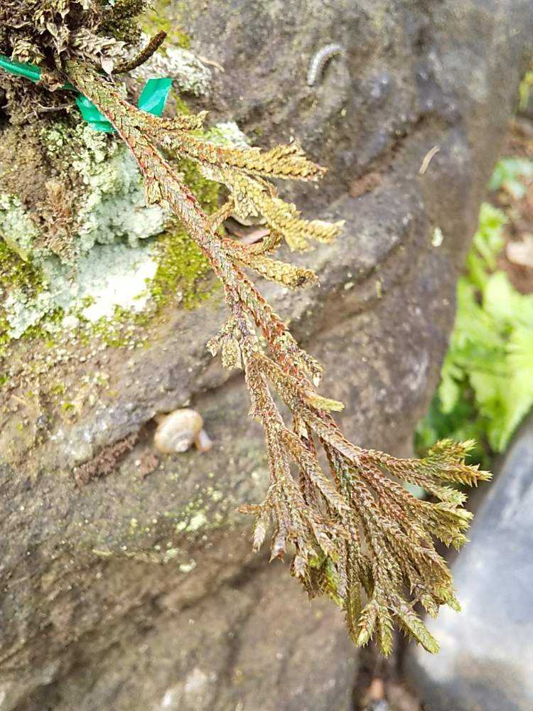 岩松の投稿画像 By ニャンピーさん 庭木と石同好会 月6月2日 Greensnap グリーンスナップ