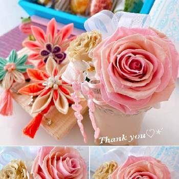 ローズメリアの投稿画像一覧 Greensnap グリーンスナップ