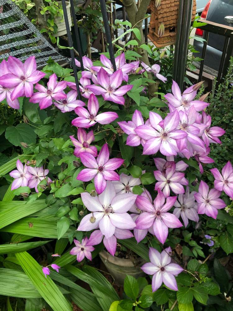 おうち園芸の投稿画像 By テセウスさん 花のある暮らしと鉢植とクレマチス愛好家と紫の花とコロナ現場医師の悲痛な叫び 月6月2日 Greensnap グリーンスナップ