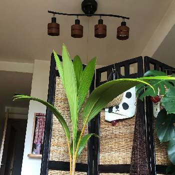 ココヤシの画像 by cuterepさん | インテリアとヤシの実とココヤシと観葉植物