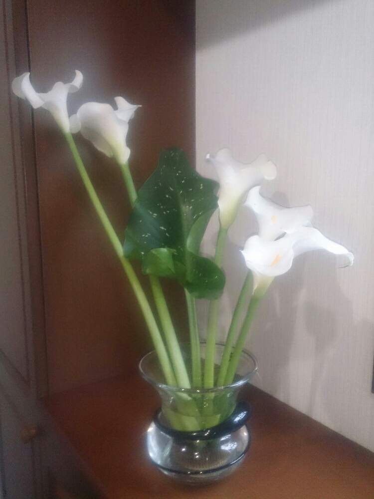 カラー ホワイトの投稿画像 By 月下美男さん 花のある暮らしと花瓶に生けた花とおうちで飾るお花 月6月2日 Greensnap グリーンスナップ
