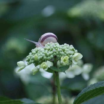 紫陽花とかたつむりの投稿画像一覧 Greensnap グリーンスナップ