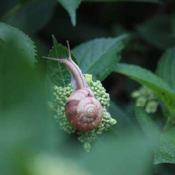 紫陽花とかたつむりの投稿画像一覧 Greensnap グリーンスナップ