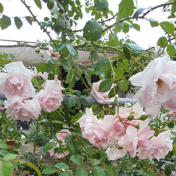 つるバラ ニュードーンの投稿画像一覧 Greensnap グリーンスナップ つるバラ ニュードーンの投稿画像一覧 Greensnap グリーンスナップ