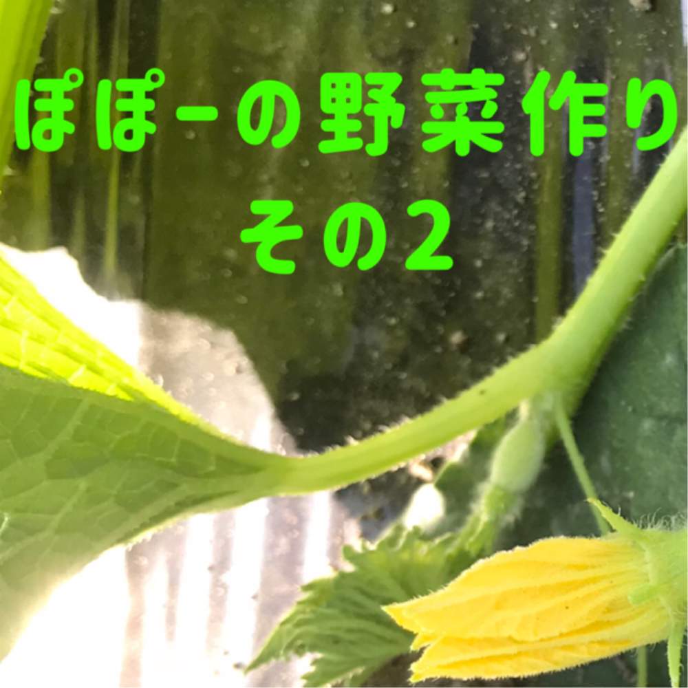 キナウリの投稿画像 By ぽぽーさん 高校生youtuberとyoutubeと植物 男子と家庭菜園とかにえジーンとおうちde菜園とお誘いとおうち園芸と農家と植中毒と高校生と珍奇植物と花のある暮らしと家庭菜園奮闘日記と有用植物とガチ農業とフルーツ 月6月2日 Greensnap