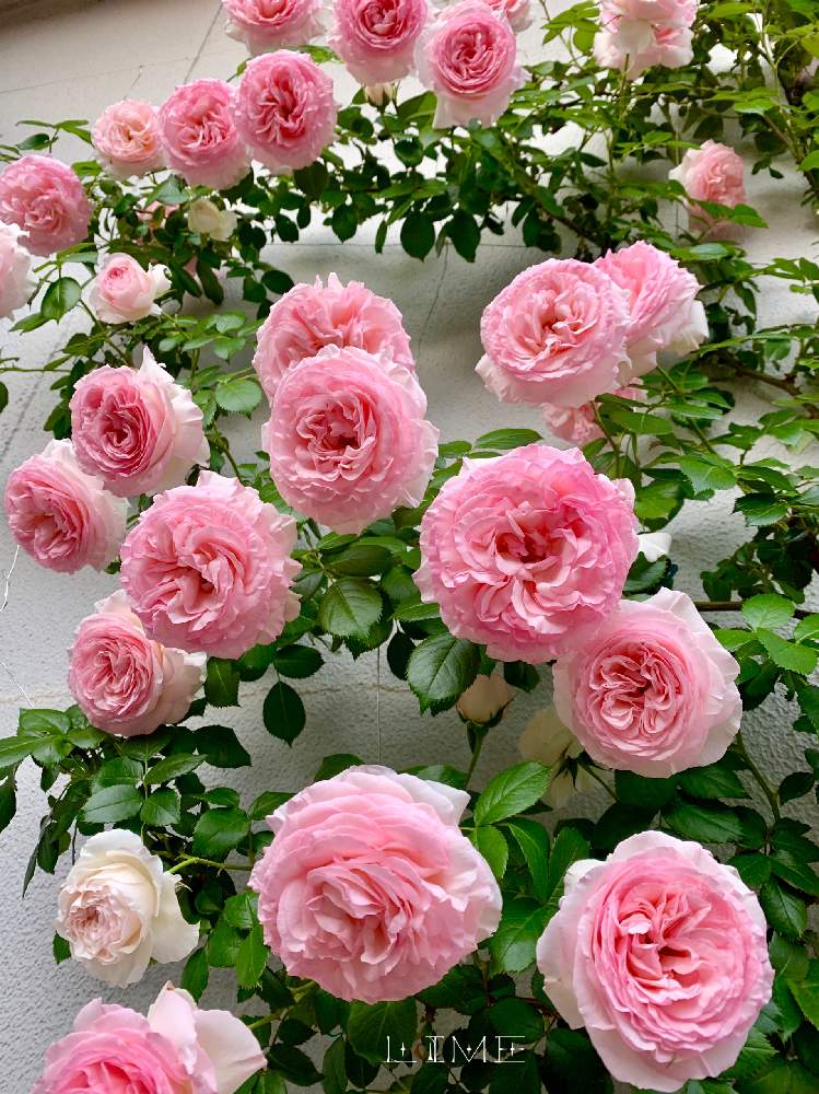 ピエール ドゥ ロンサールの投稿画像 By Limeさん ピンクの花と薔薇に魅せられてとバラ ピエールドゥロンサールとgs映えと春の訪れとおうち園芸と今日の一枚と癒し空間ときれいな色と小さな幸せ と可愛いと薔薇 と可愛いピンク色 とかわいいな 月6月2日