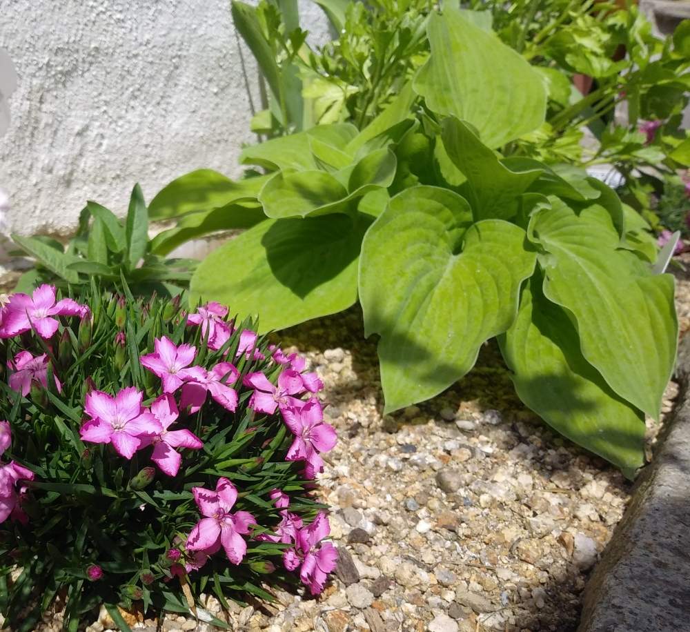 ナデシコ 花はなの投稿画像 By ホワイトチョコさん ホスタ オーガストムーンとカラーリーフと植えっぱなしとナチュラルガーデンを目指して とガーデニングと花のある暮らしと庭の宿根草 月6月2日 Greensnap グリーンスナップ