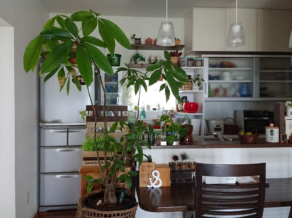 パキラの投稿画像 By みっこぉ さん 観葉植物とおうち園芸と おうち園芸 フォトコンテスト 月6月2日 Greensnap グリーンスナップ