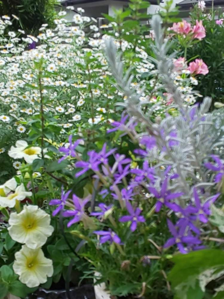 イソトマの投稿画像 By アーリーさん ペチュニアとタナセツム ジャックポットと小さな庭と花壇と花壇 月6月2日 Greensnap グリーンスナップ Greensnap グリーンスナップ