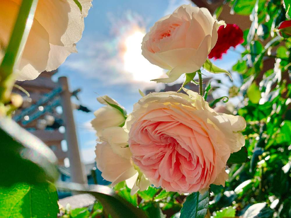 バラの投稿画像 By まきゅんさん バラ パシュミナと咲いた とバラを楽しむ 月6月3日 Greensnap グリーンスナップ