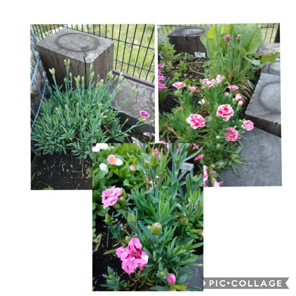 冬越しの投稿画像 By Pbさん 東北とかわいい庭とダイアンサス ピンクキッスとカーネーション オスカーとダイアンサス レッドホワイトとダイアンサス ナデシコと小さな庭と冬越しと東北とかわいい庭とダイアンサス ナデシコ 月6月3日 Greensnap グリーン