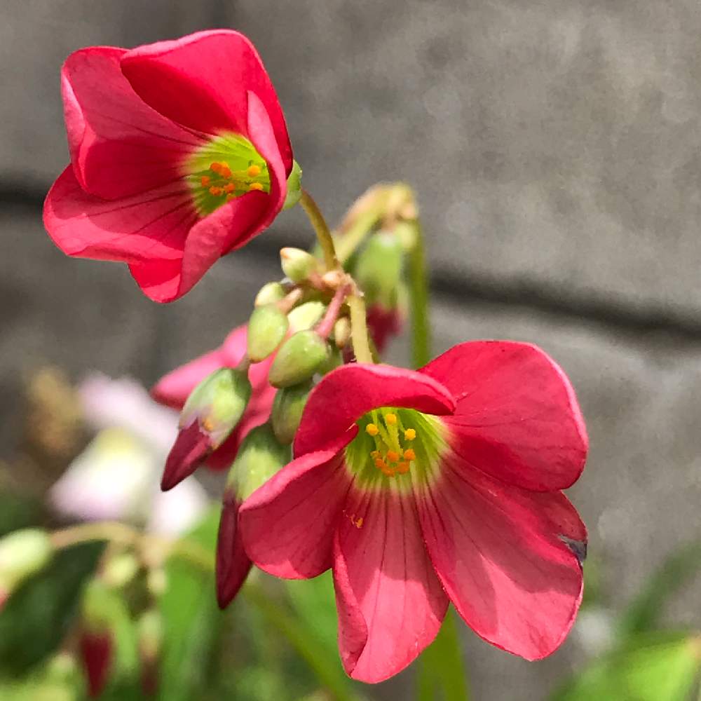 ラッキークローバーの投稿画像 By ちーちゃんさん モンカタバミと黒ニャンコ隊とピンクloveと小さなお花が好きとタニラーと花のある暮らしとオキザリスloveと植 猫中毒とうどん県人会 月6月3日 Greensnap グリーンスナップ