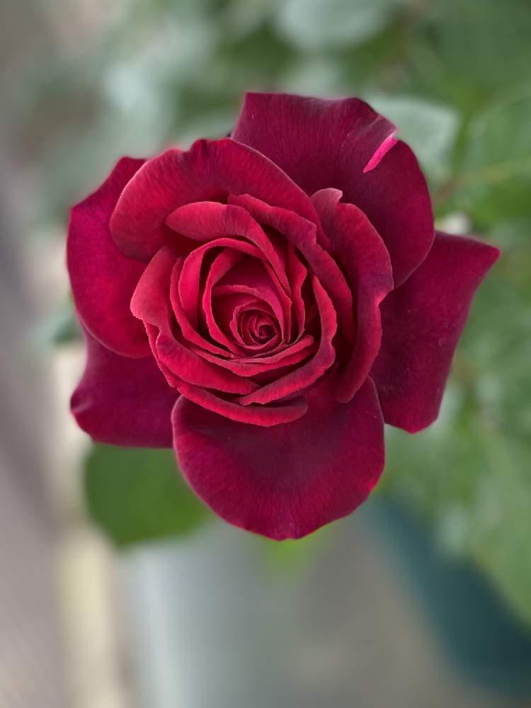薔薇 グレーフィン ディアナの投稿画像 By ちきさん グレーフィン ディアナ と美しい薔薇と花のある暮らしと挿し木の薔薇と華やぐ空間とエントランスと水曜ローズショーとグレーフィン ディアナ と美しい薔薇と花のある暮らしと挿し木の薔薇と華やぐ空間と水曜ローズ