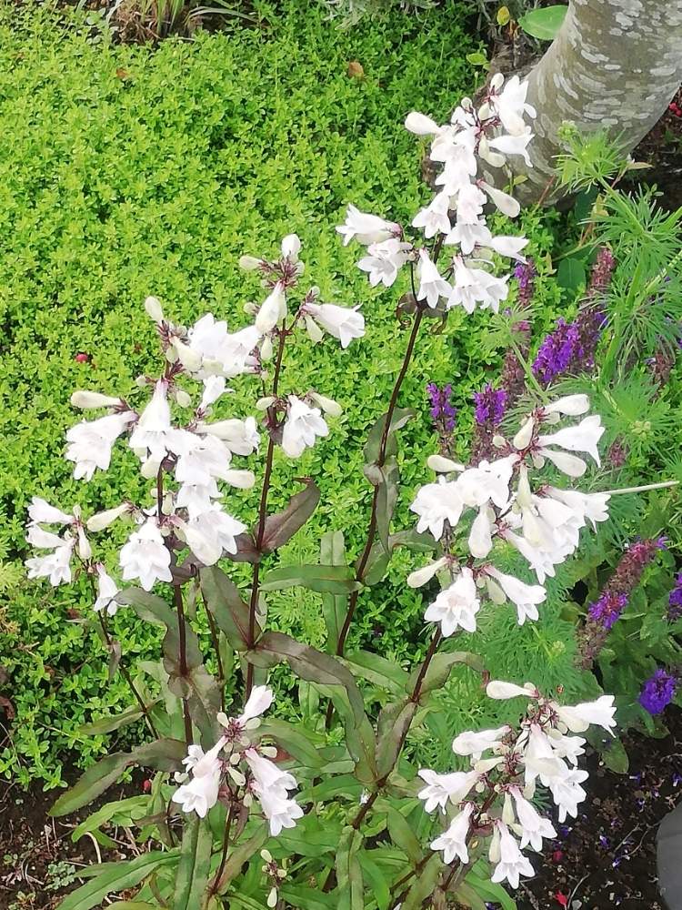 ペンステモン ハスカーレッドの投稿画像 By はなおりさん おうちde菜園とおうち園芸とペンステモン と花のある暮らしといやし 月6月3日 Greensnap グリーンスナップ