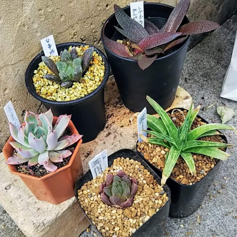レイトニーの投稿画像 By 南の風さん 白帝城とザントネリアーナとレデボウリア ガルピニーと長葉ザラコーサと多肉植物とハオルチア属とおうち園芸と おうち 園芸 フォトコンテストとエケベリア属と西武池袋と鶴仙園と池袋 鶴仙園と池袋で買った植物 月6月3日