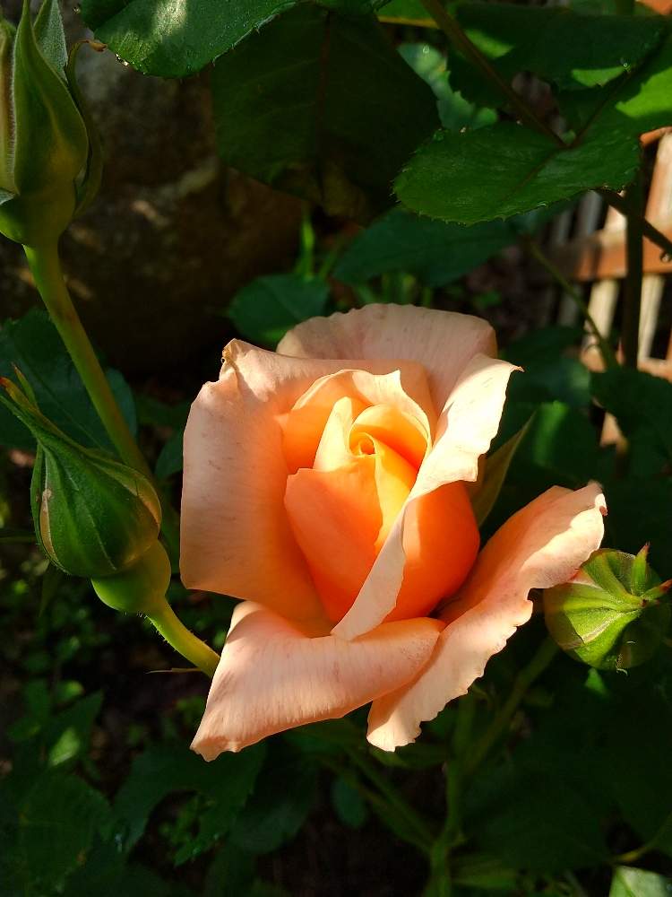 バラ アプリコット キャンディの投稿画像 By ポピーさん 小さな庭とうちの庭と薔薇 と庭の樹木とおうち園芸とうちの庭と薔薇 と庭の樹木とおうち園芸 月6月3日 Greensnap グリーンスナップ Greensnap グリーンスナップ