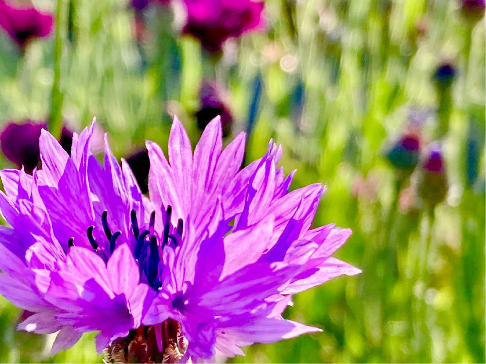 可憐な花の投稿画像 By ヒーちゃんさん ピンクの花と矢車菊 とむらさきと誕生花と花言葉と今日はなんの日とカスミソウ とピンクのはなとアマ 2020月6月3日 Greensnap グリーンスナップ