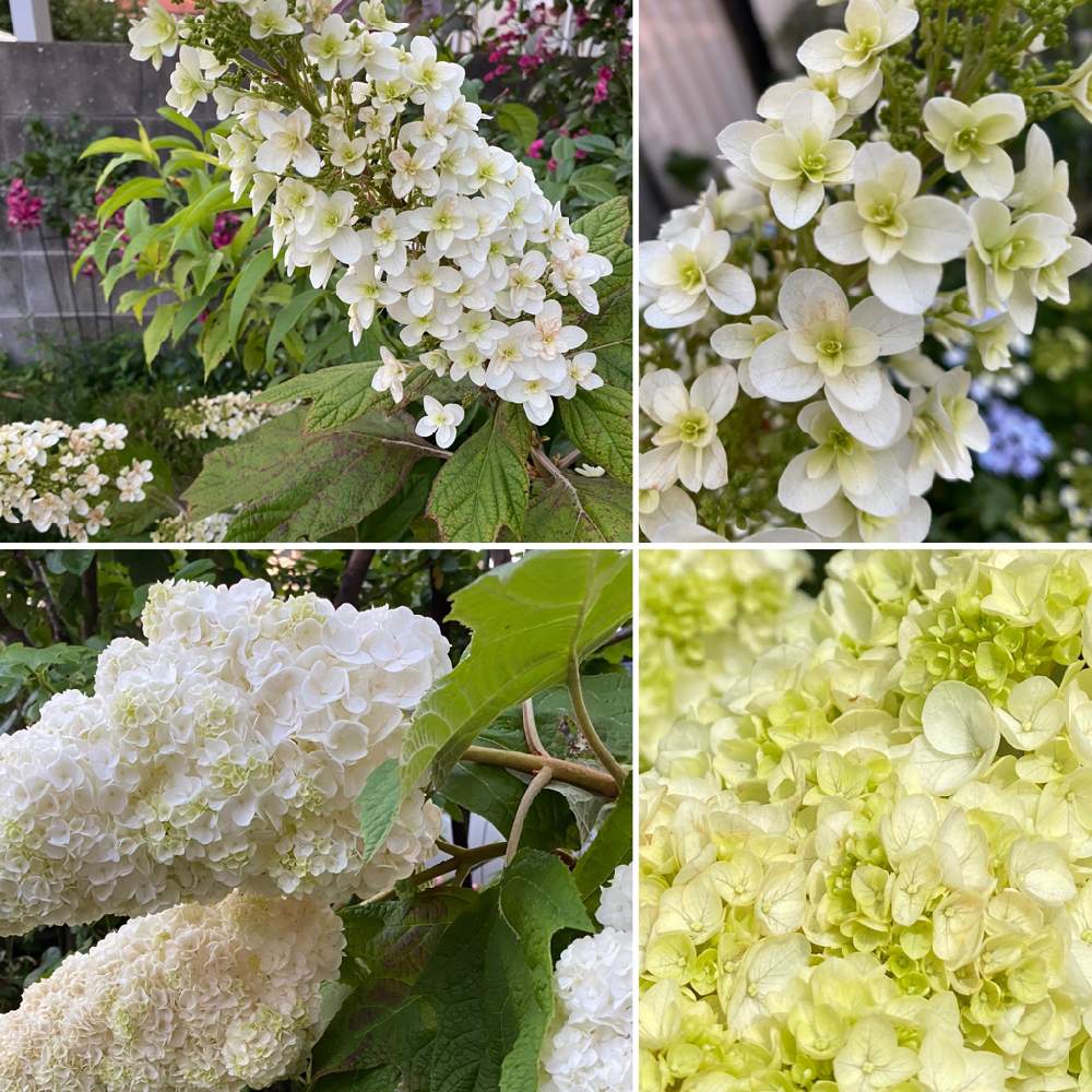 柏葉アジサイの投稿画像 By このこのさん 柏葉アジサイハーモニーと鉢植えと花のある暮らしと狭い庭で 月6月3日 Greensnap グリーンスナップ