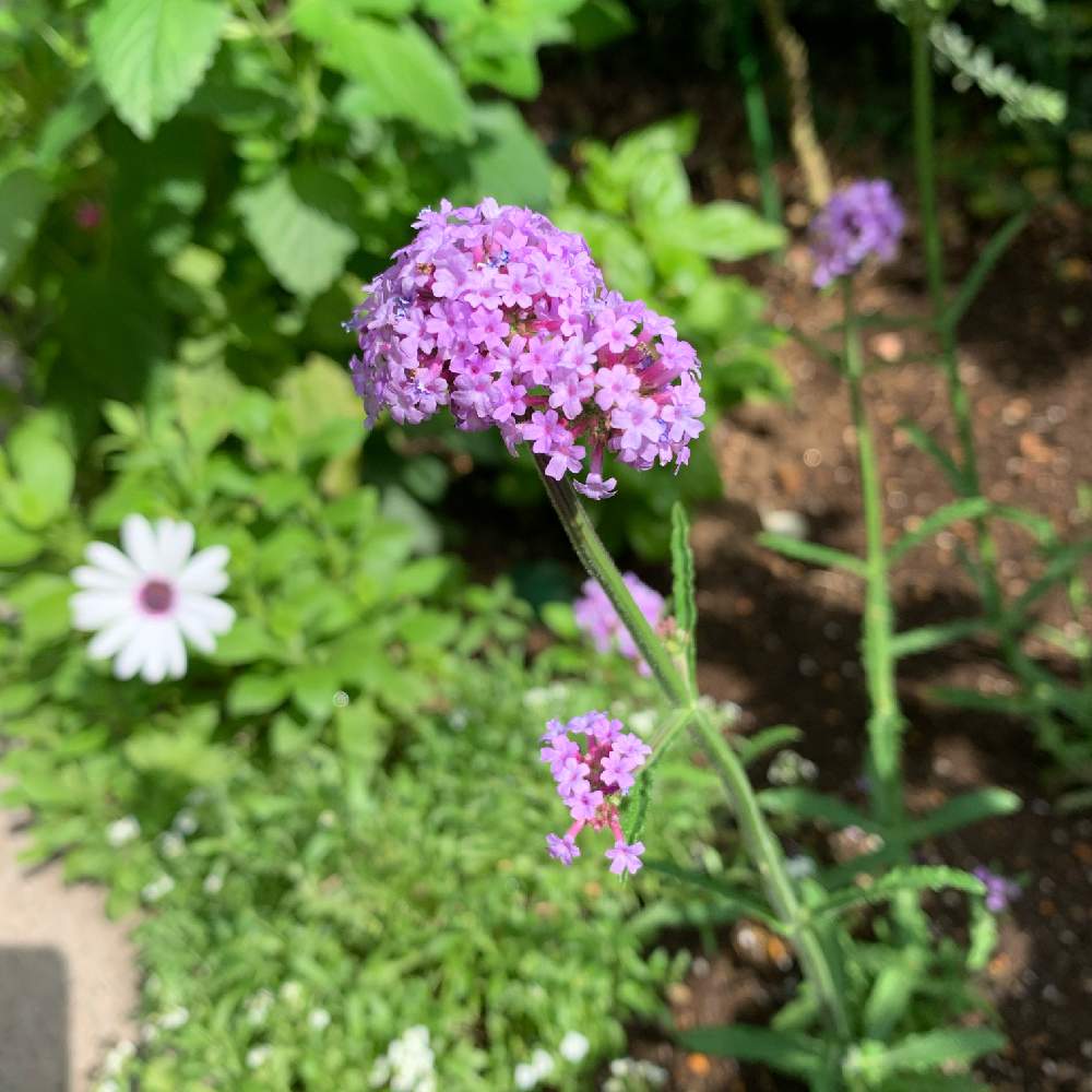 バーベナメテオールシャワーの投稿画像 By Smoさん 花のある暮らしとうすむらさきの花とおうち園芸と おうち園芸 フォトコンテスト 月6月3日 Greensnap グリーンスナップ