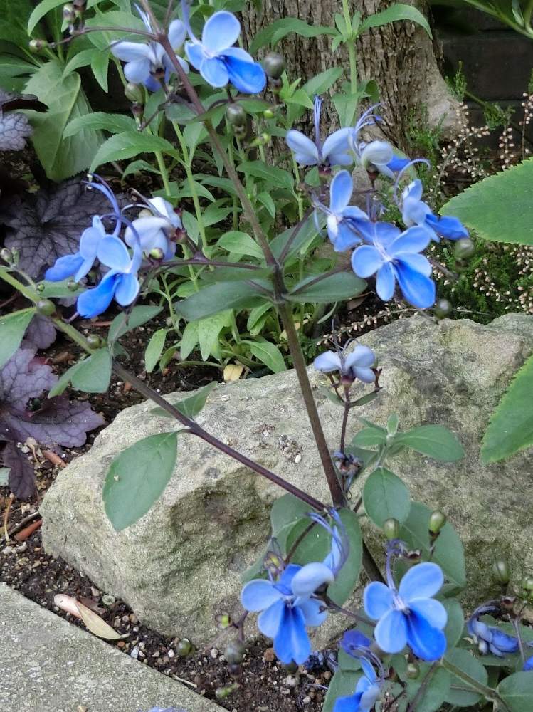 青い花の投稿画像 By Kevinさん アフリカ原産と珍しい植物とおうち園芸とクレロデンドルム ブルーウイング と 青い花とお出かけ先と青い花とアフリカ原産と珍しい植物とおうち園芸と 青い花 月6月3日 Greensnap グリーンスナップ Greensnap グリーン