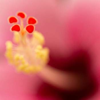 花芯の画像 by メーリーヨシダ　さん | お出かけ先とハイビスカスとマクロ撮影と咲くやこの花館と花芯とあか