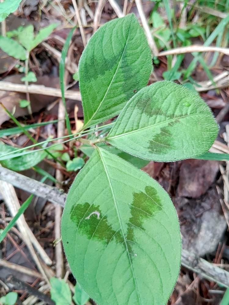 ミズヒキの投稿画像 By 真理さん 裏山 月6月3日 Greensnap グリーンスナップ