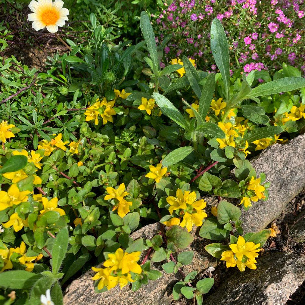 ガザニアの投稿画像 By はしれひまふゆさん 千日紅とリシマキアとグランドカバーと宿根草 とおうち園芸 月6月3日 Greensnap グリーンスナップ