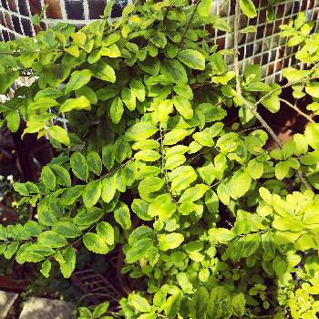 ロニセラ レモンビューティの投稿画像一覧 Greensnap グリーンスナップ