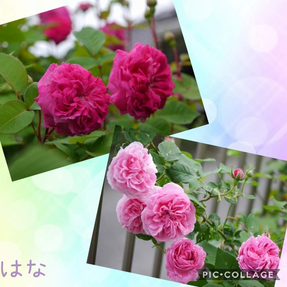 つる薔薇 紫玉の投稿画像 By はなさん ルイーズ オディエとこんな時こそ暮らしに花をとピンクの花と薔薇の季節とありがとう と可愛い花とおうち園芸と赤 紫の花と癒しの花と小さな幸せ と花のある暮らしとstay Home 月6月3日 Greensnap グリーンスナップ