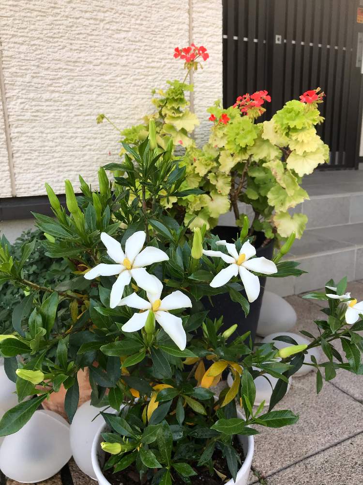 クチナシの投稿画像 By ゼリーといちこさん ゼラニウムとガーデンマムとオレンジ色の花と癒しと植中毒と完全に植中毒と花のある暮らしと白い花と良い香り 月6月3日 Greensnap グリーンスナップ