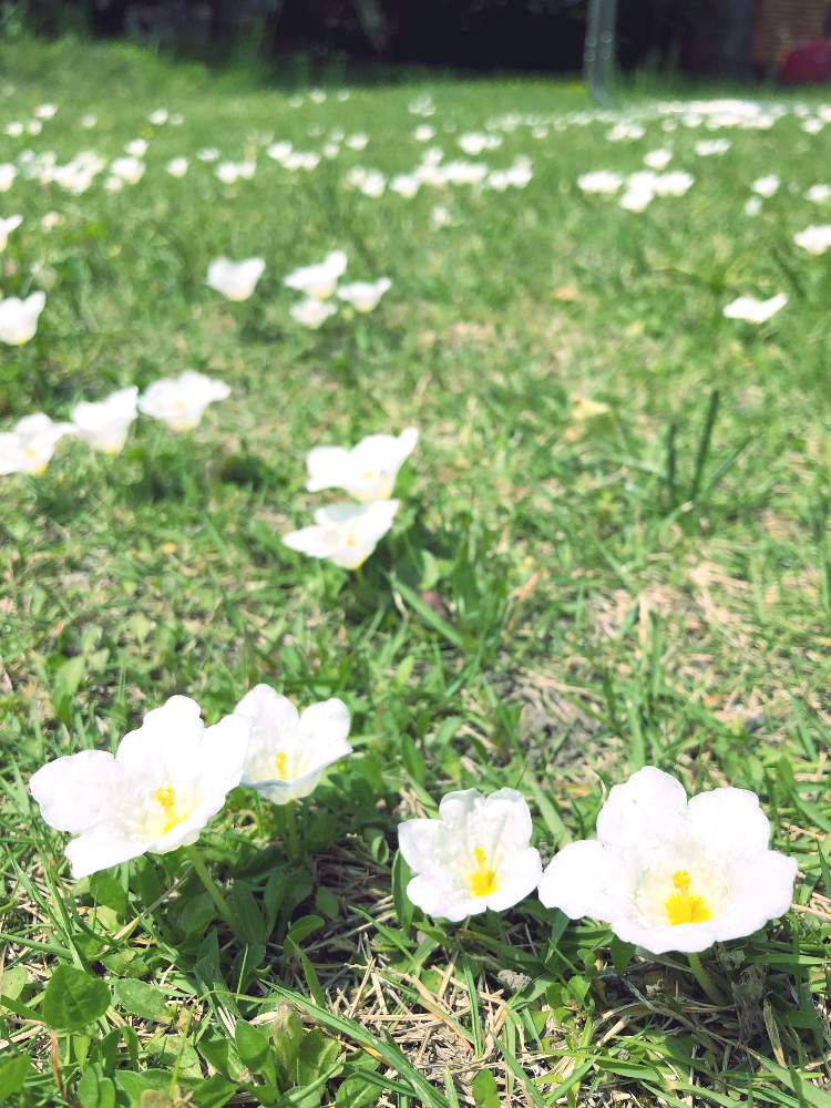 ギンパイソウ 銀盃草 の投稿画像 By Nishikoさん 月6月3日 Greensnap グリーンスナップ