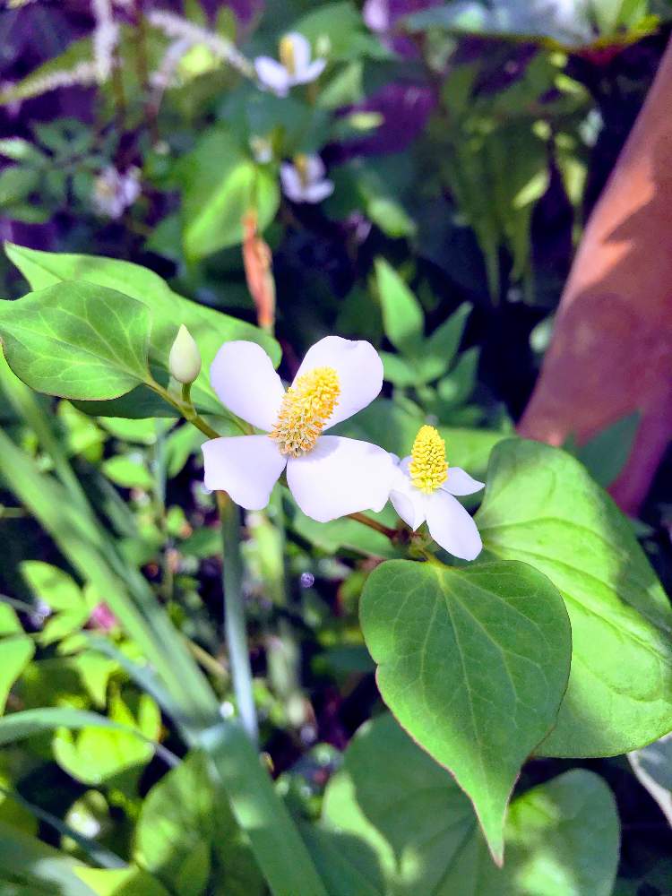 葉っぱの投稿画像 By Mukuさん 花のある暮らしと可愛い白い花とおうち園芸 月6月3日 Greensnap グリーンスナップ