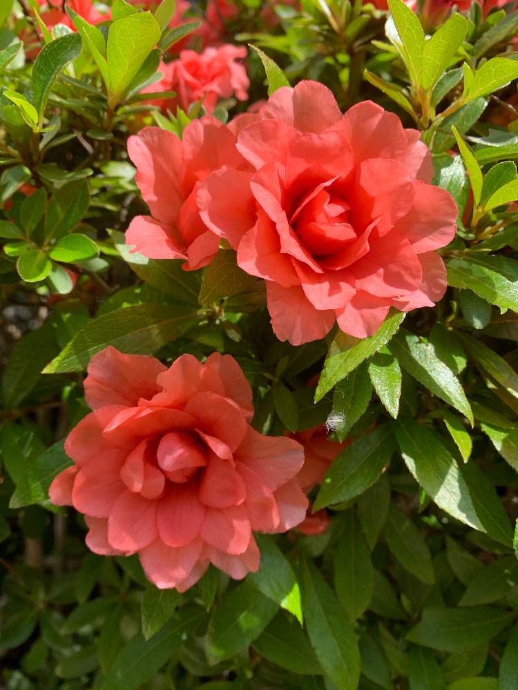 さつき八重の投稿画像 By ふみちゃんさん さつき八重咲き 品種 紅万重 と小さな庭 月6月3日 Greensnap グリーンスナップ Greensnap グリーンスナップ