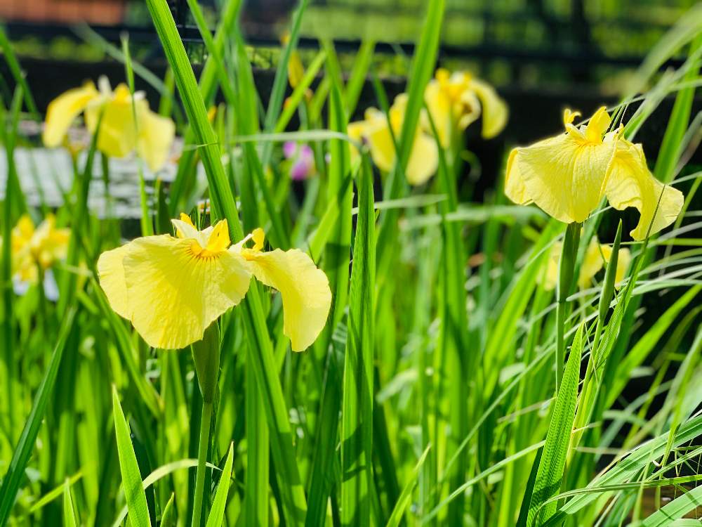 花菖蒲の投稿画像 By Haruruさん 黄色と光を浴びてと花言葉 うれしい知らせ と花笑み 月6月3日 Greensnap グリーンスナップ