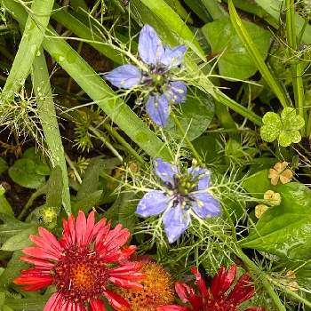 ガイラルディア サンリタの投稿画像一覧 Greensnap グリーンスナップ