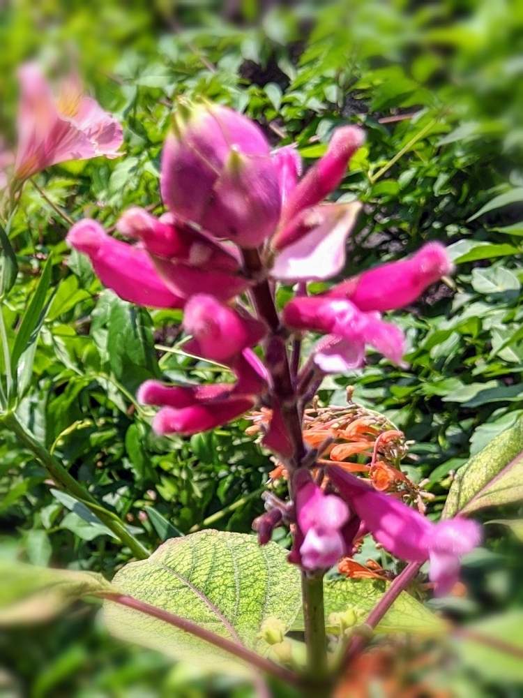 ローズリーフセージの投稿画像 By なおちゃんさん 癒やしとインボルクラータとセージの仲間とおうち園芸と初夏に涼しげと宿根草の花とガーデニングと花のある暮らしとかわいいと深い色の花と小さな庭 2020月6月3日 Greensnap グリーンスナップ