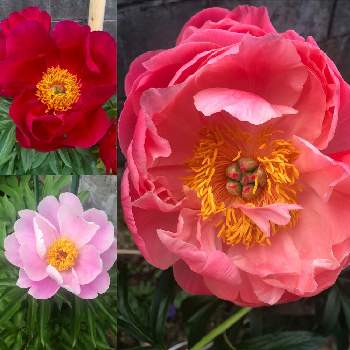 芍薬 蕾の投稿画像一覧 Greensnap グリーンスナップ