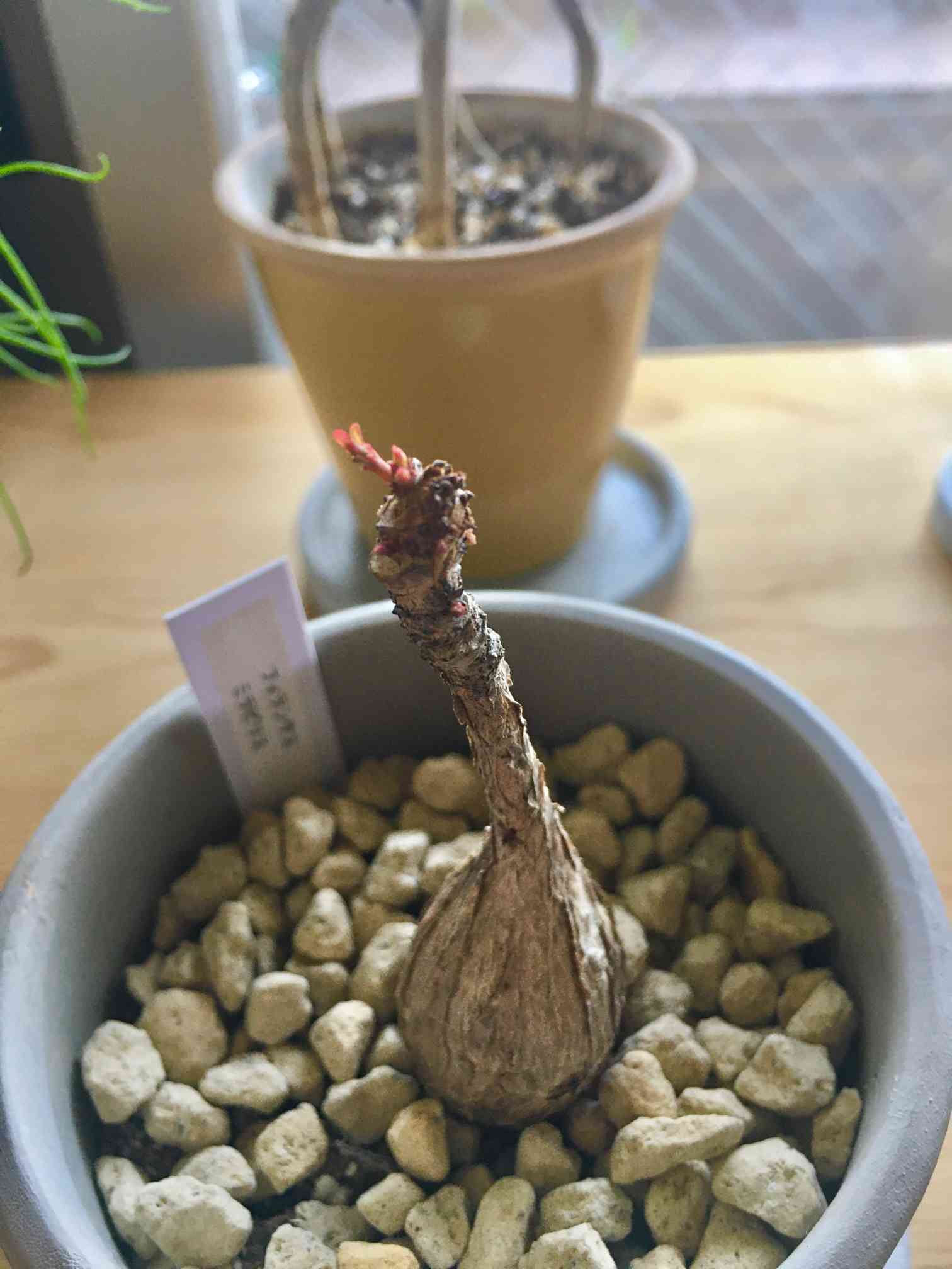 フィランサスミラビリス｜🍀GreenSnap（グリーンスナップ）