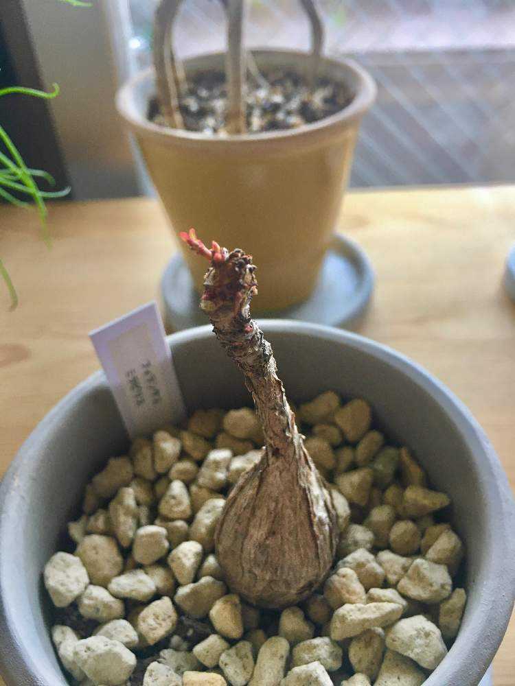 フィランサスミラビリス｜🍀GreenSnap（グリーンスナップ）